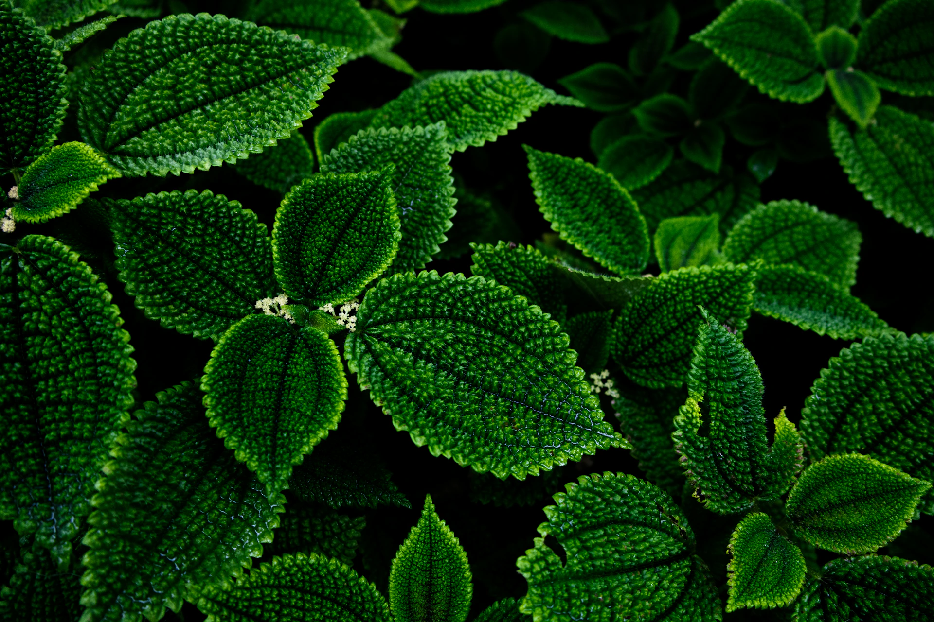 a group of green leaves
