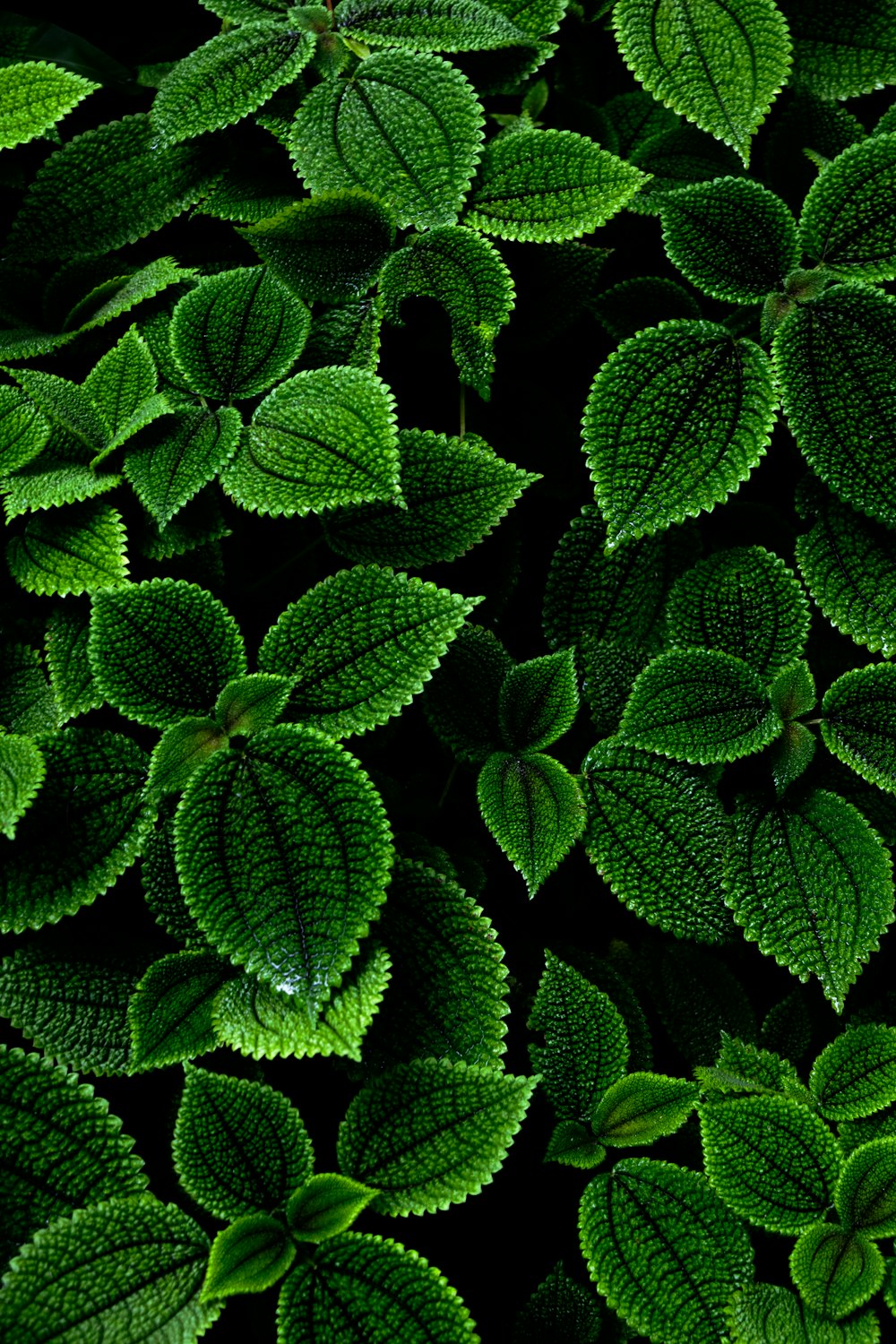 un gruppo di foglie verdi