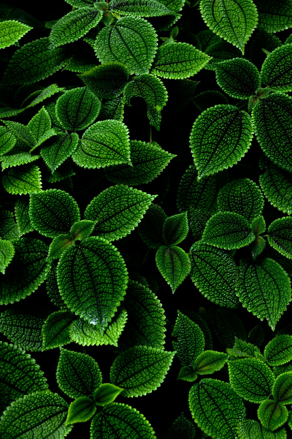 a group of green leaves