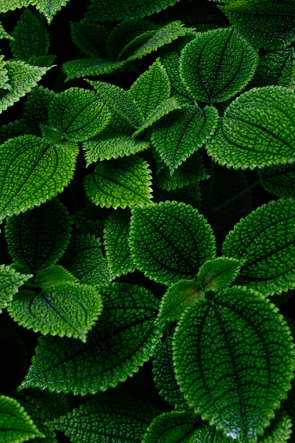 a close up of a plant