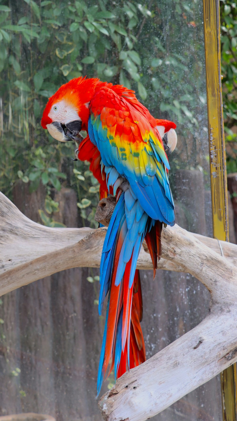 a colorful bird on a branch