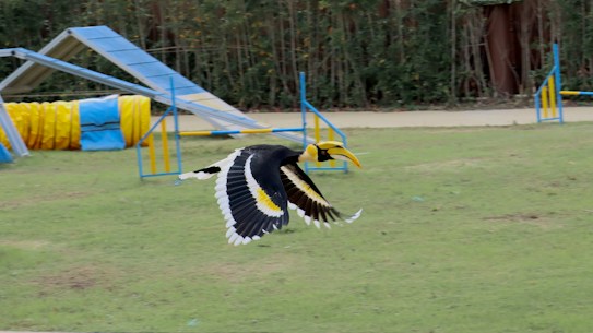 A hornbill in mid-flight with spread wings displaying vibrant black, white, and yellow plumage. The background shows a grassy area with agility equipment, including ramps and tunnels, which are blue and yellow in color.
