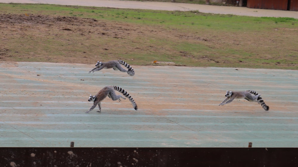 a group of zebras running