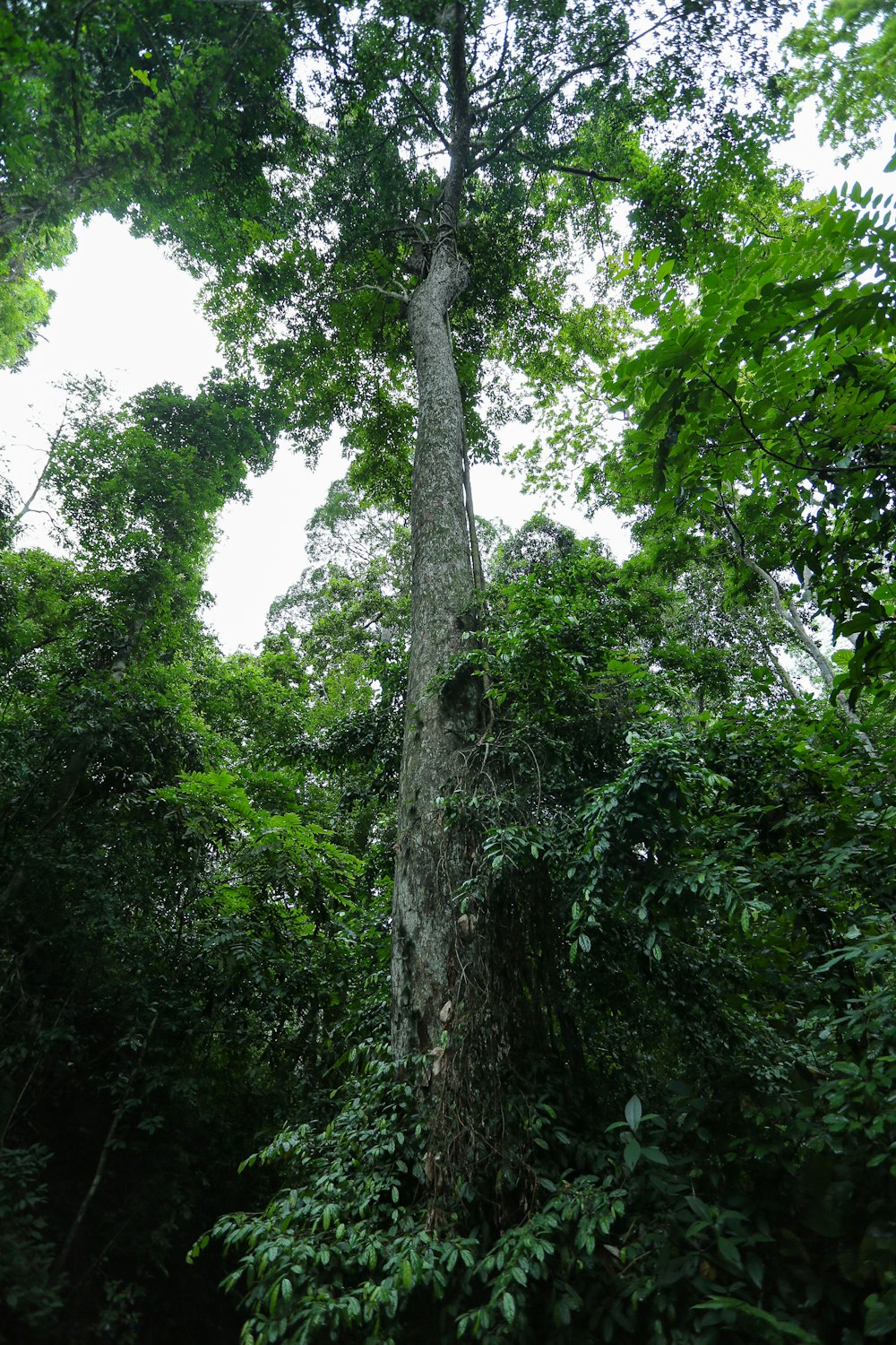 Ein Baum mit vielen Ästen