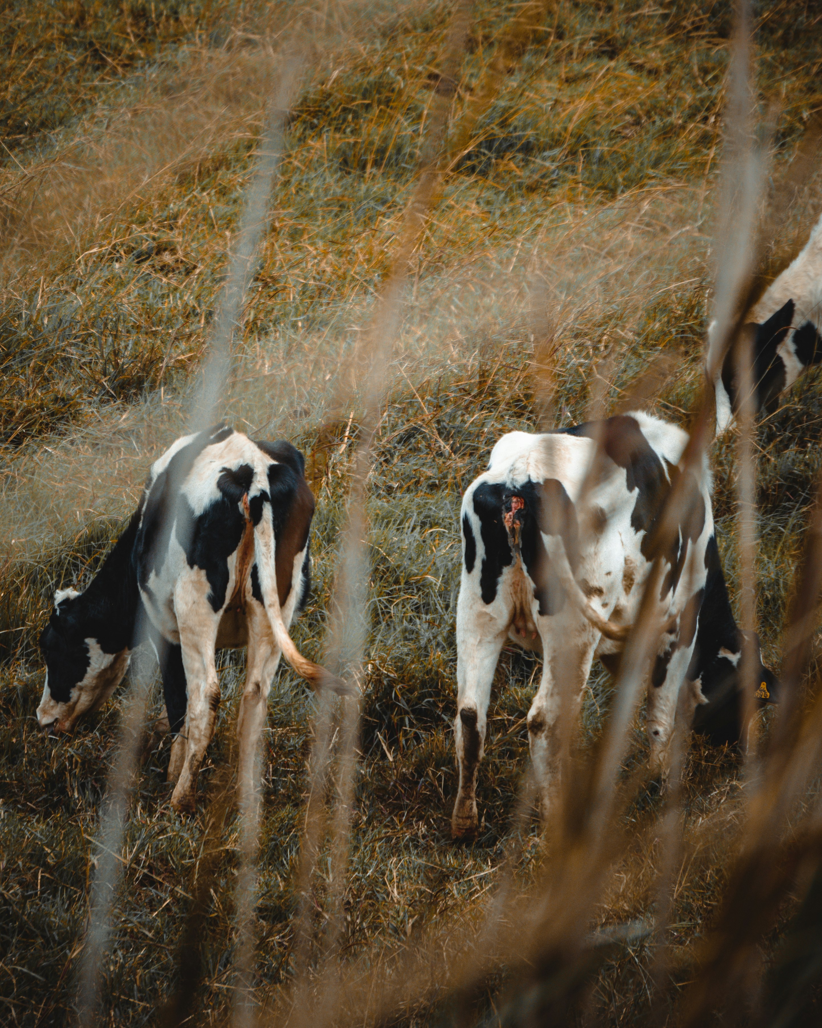 Premium Cattle Feed Selection