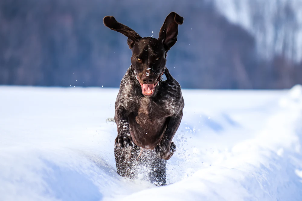 German Shorthaired Pointer, photo 4