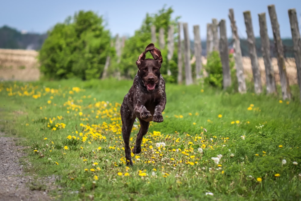 a dog running in a field of flowers
