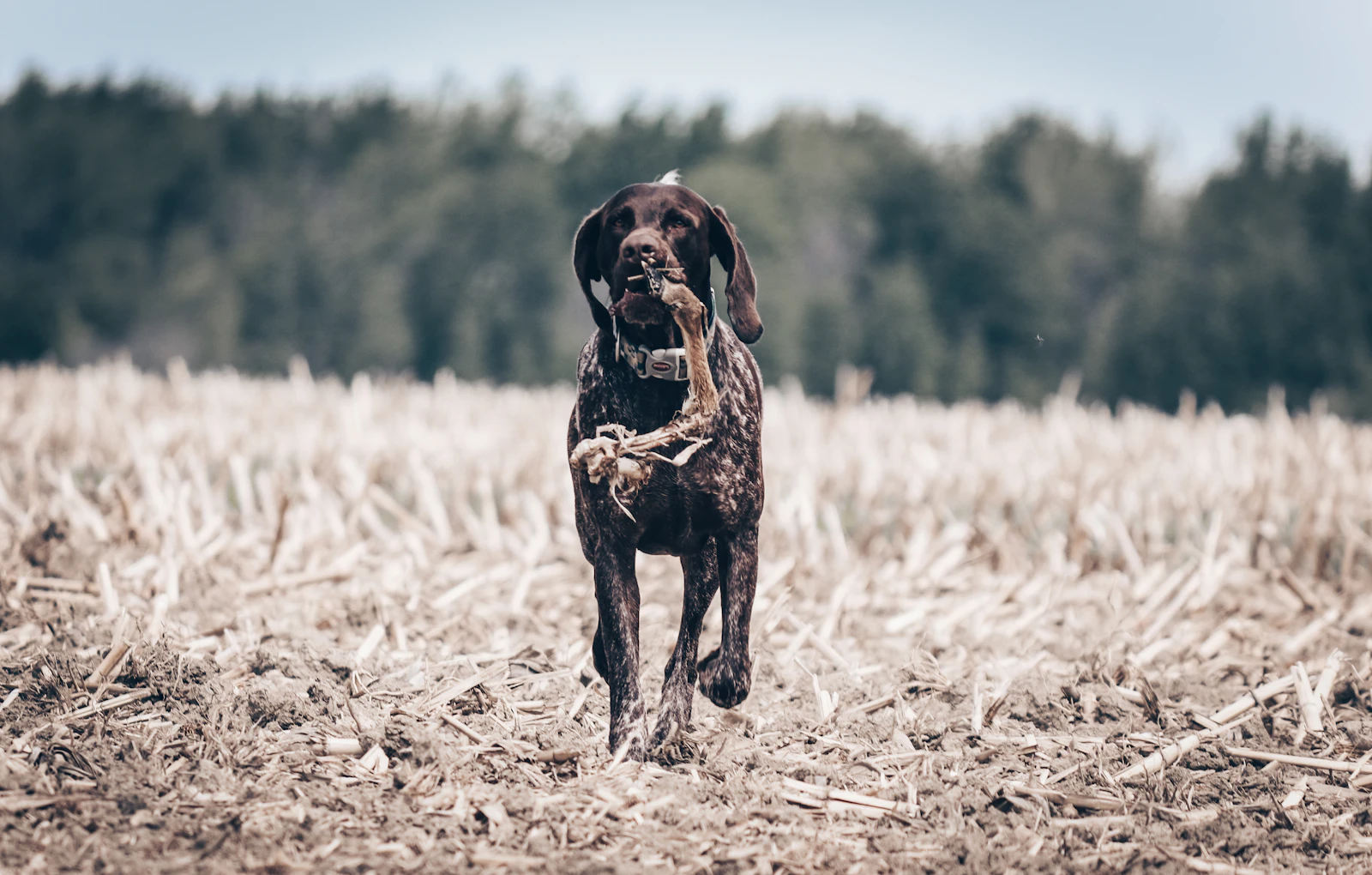 A hunting dog retrieving a bird from a grassy field