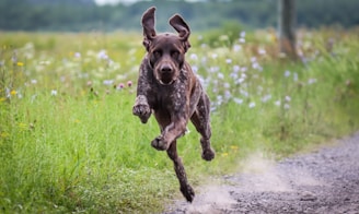 Best Dog Whistle: Your Silent, Consistent Voice for Unwavering Dog Commands in the Field!