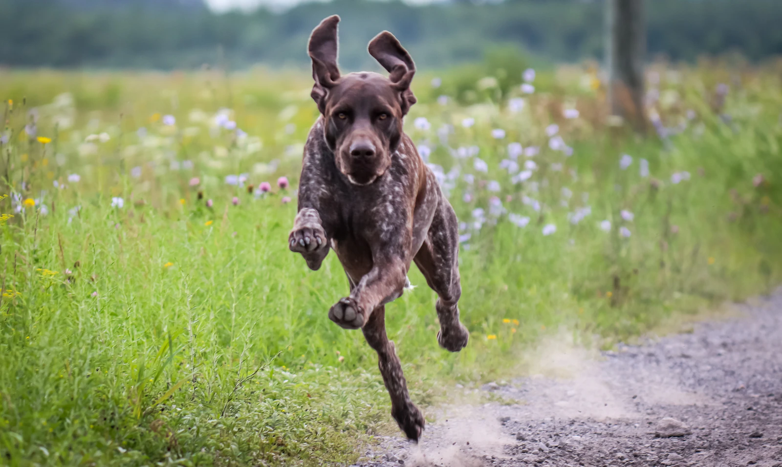 German Shorthaired Pointer outdoors, photo by Marie-Pier Fillion on Unsplash