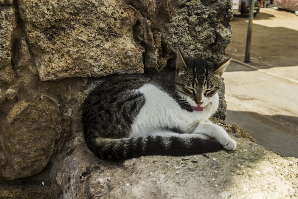 a cat lying on a rock