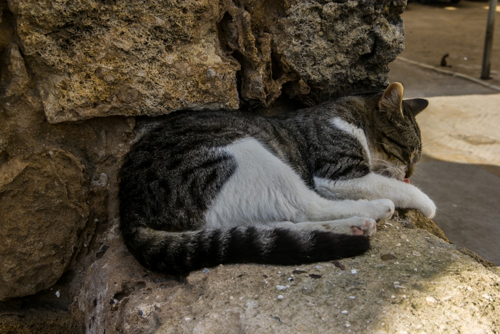 a cat sleeping on a rock