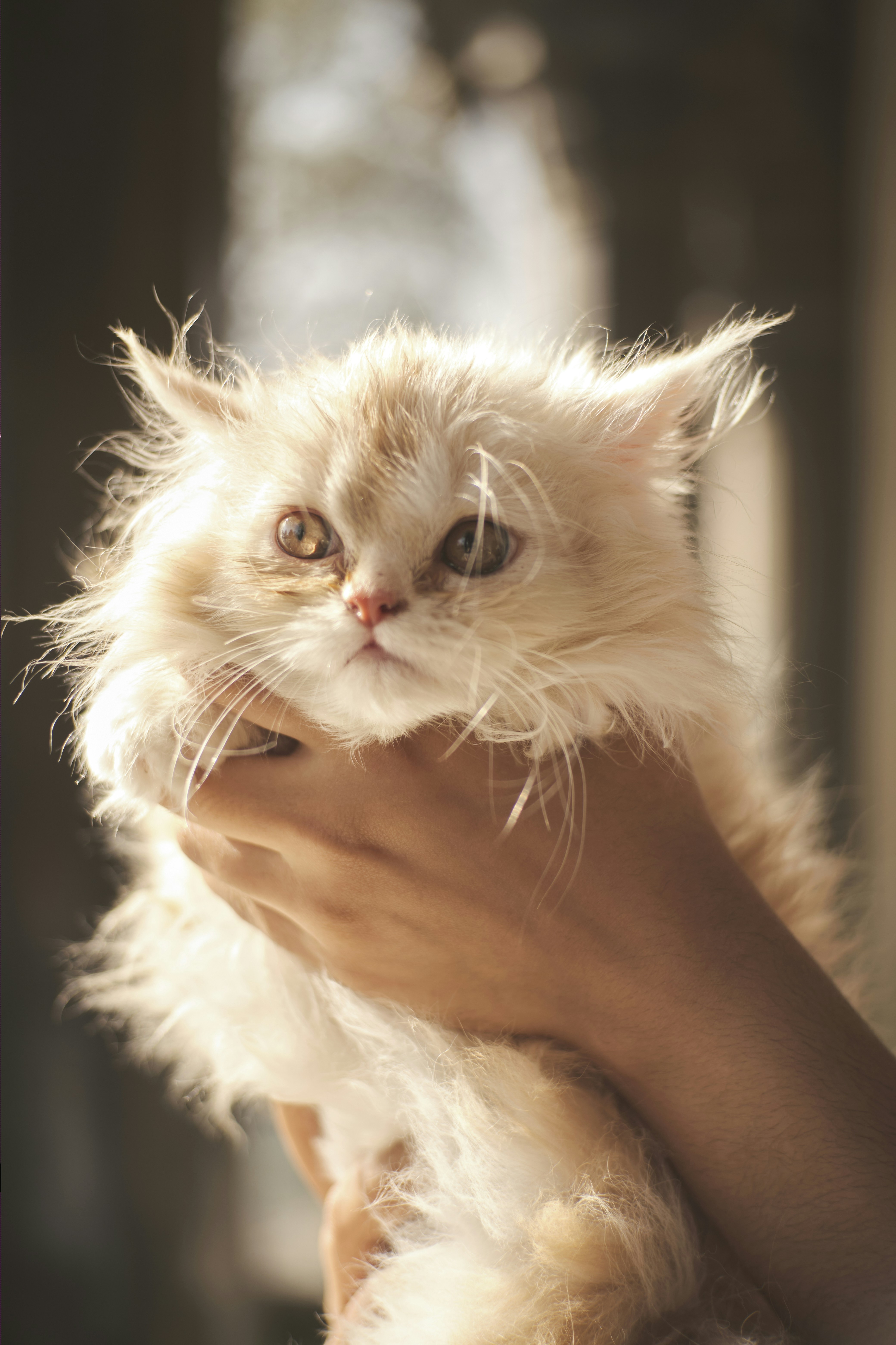 a cat with a human hand