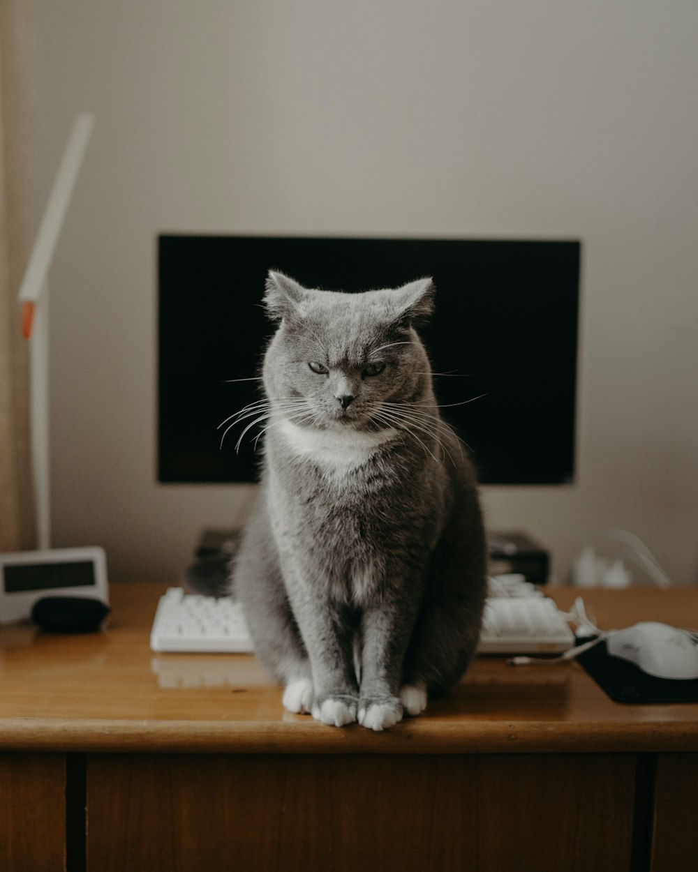 a cat sitting on a desk