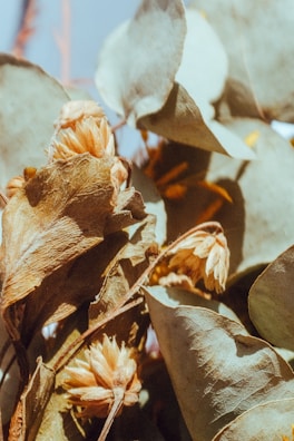 Dried flowers and leaves are closely captured, highlighting their textures and natural tones. The leaves appear somewhat brittle and discolored with hints of green and brown, while the flowers show a faded orange hue.