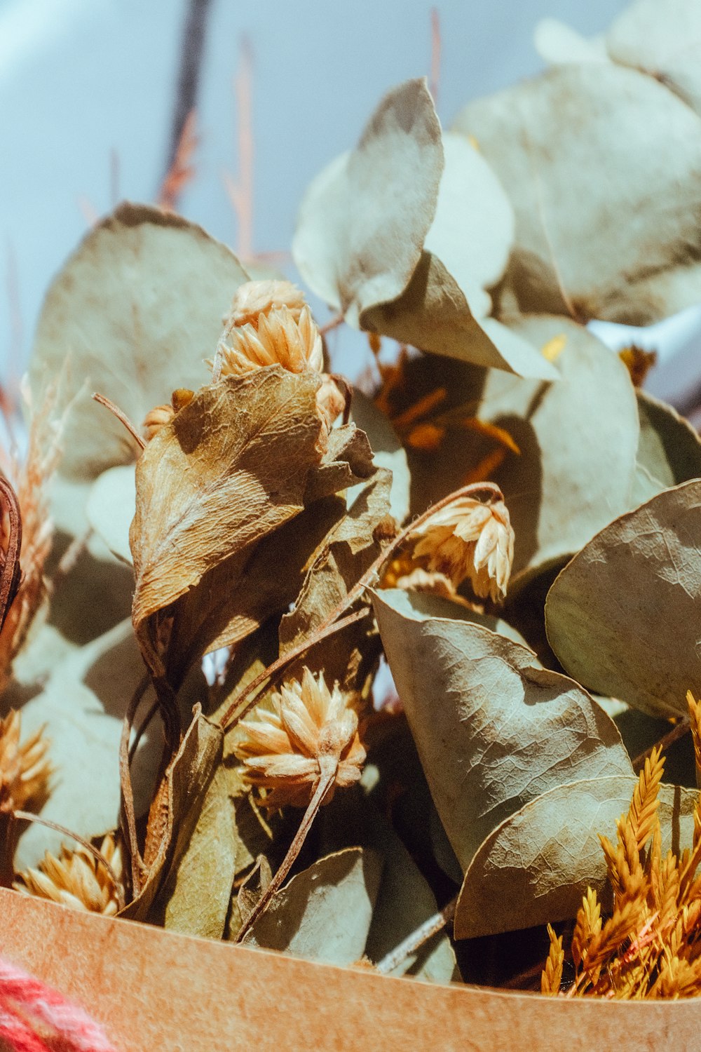 a close up of a plant