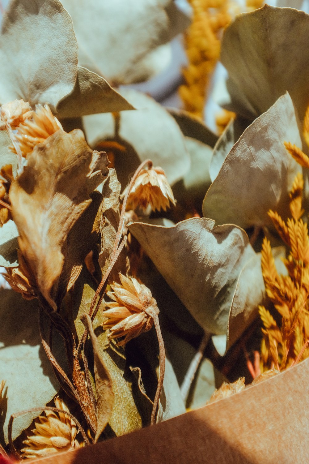 close up of a plant