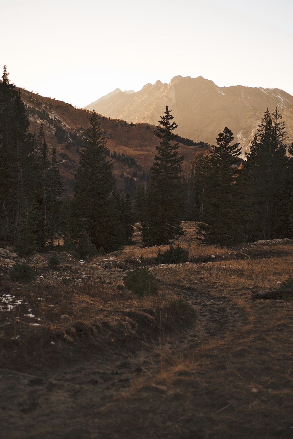 a landscape with trees and mountains in the background