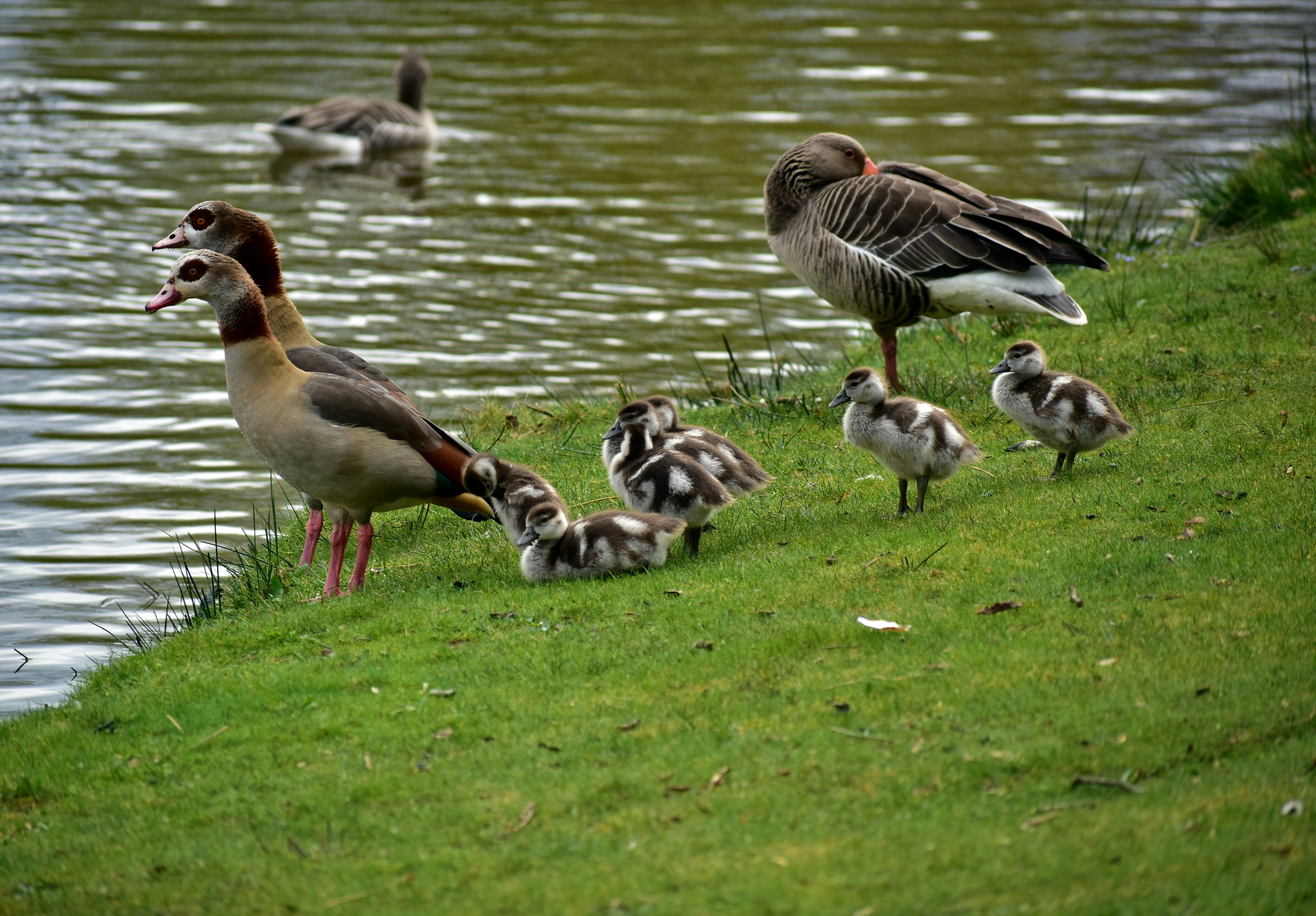 a group of ducks by a body of water