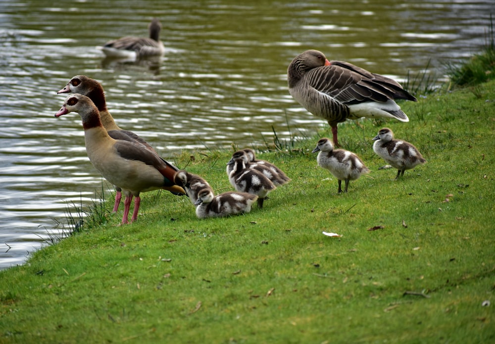 un groupe de canards près d’un plan d’eau