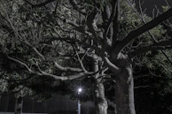 A large tree with an intricate network of branches is illuminated against a dark background. The branches spread out in various directions, creating a complex pattern of lines and shadows. The leaves are dense and dark green, while a bright light source is visible near the base, adding a stark contrast.