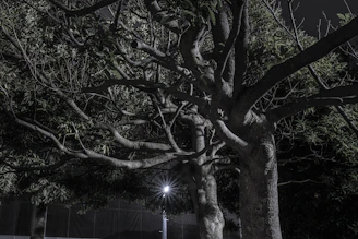 A large tree with an intricate network of branches is illuminated against a dark background. The branches spread out in various directions, creating a complex pattern of lines and shadows. The leaves are dense and dark green, while a bright light source is visible near the base, adding a stark contrast.