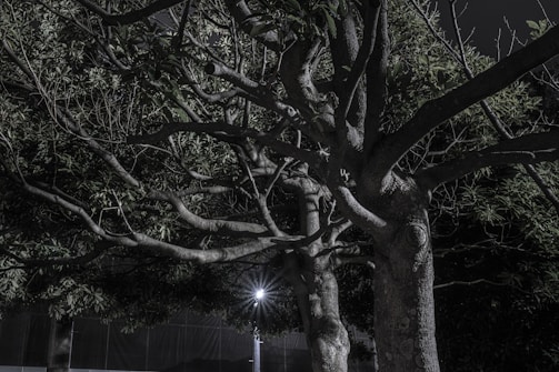 A large tree with an intricate network of branches is illuminated against a dark background. The branches spread out in various directions, creating a complex pattern of lines and shadows. The leaves are dense and dark green, while a bright light source is visible near the base, adding a stark contrast.