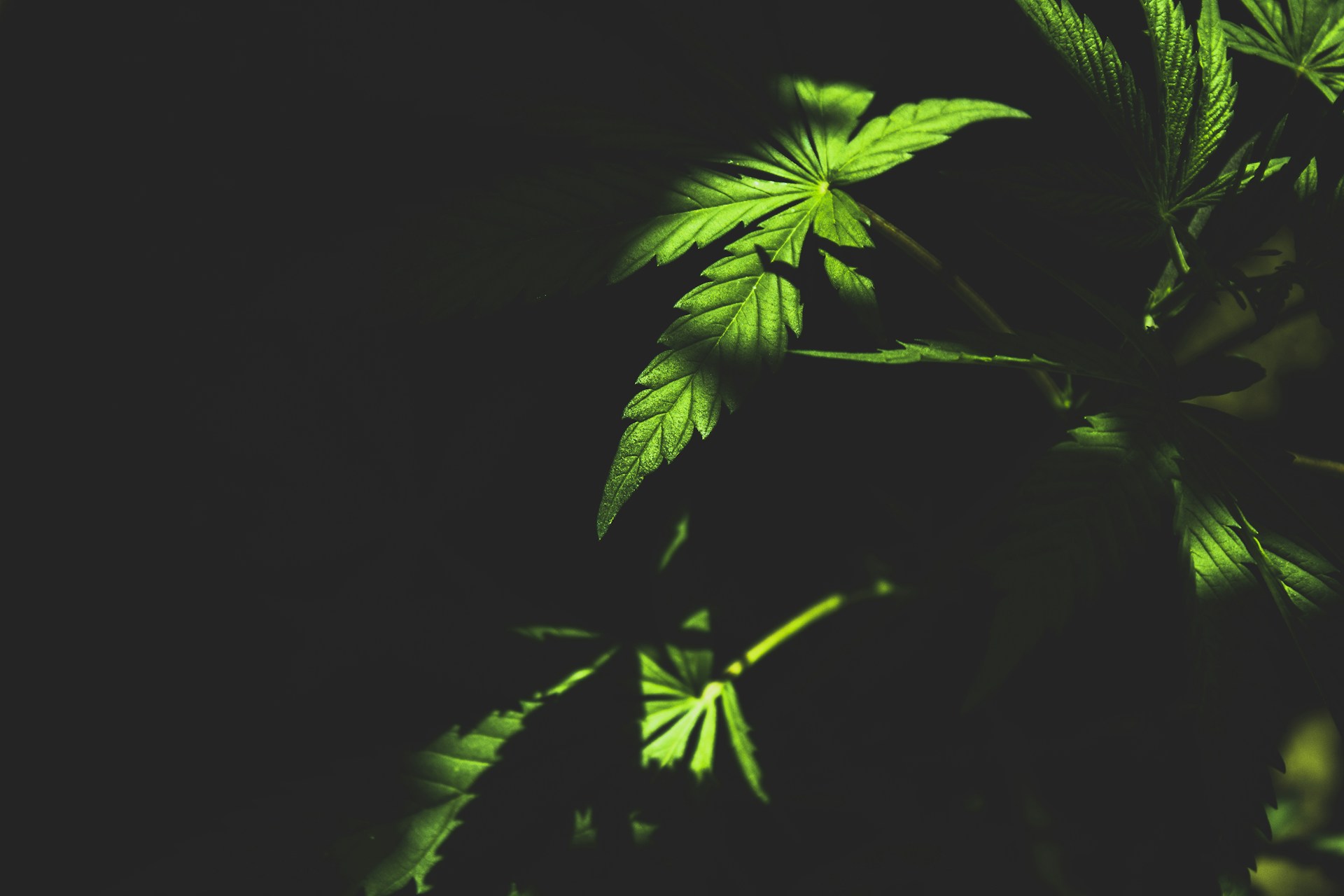 a close-up of some leaves
