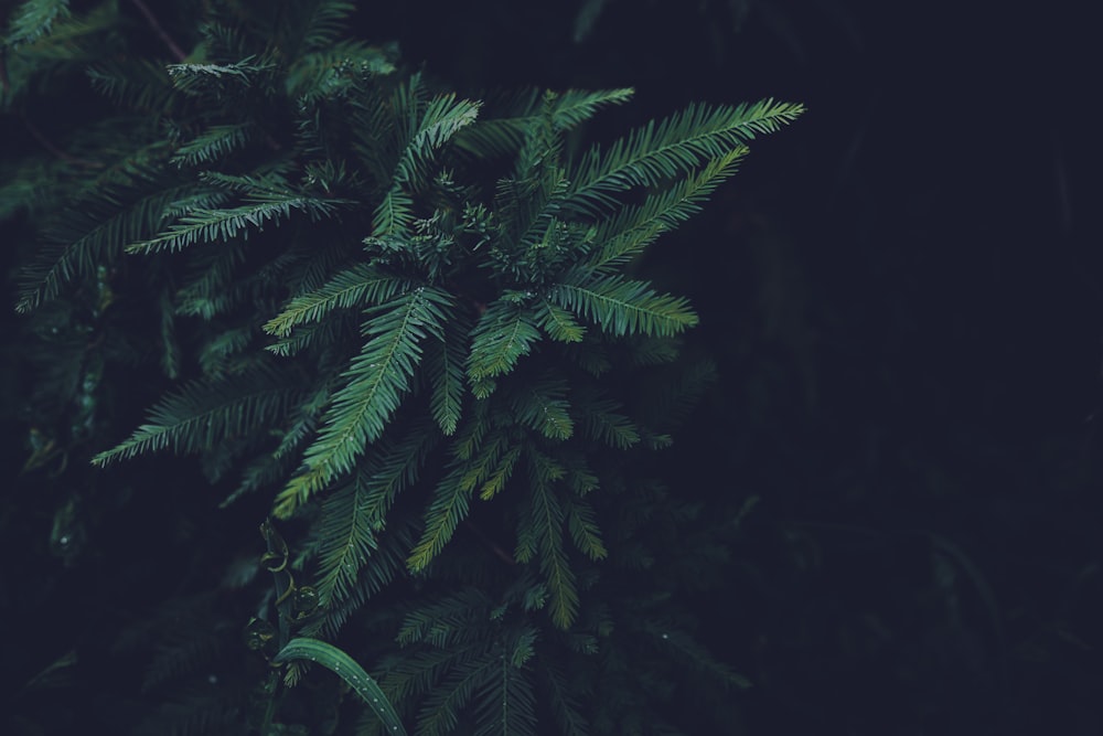 a close-up of a tree