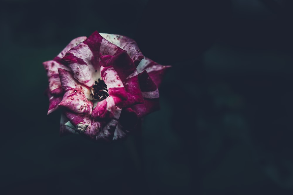 a pink and white flower