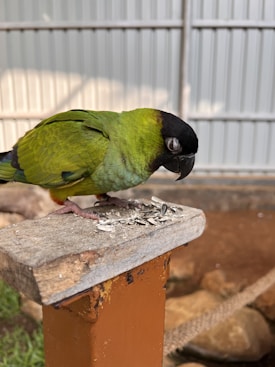 A green parrot with a black head and pale beak is perched on a weathered wooden surface, eating sunflower seeds. The background shows a fenced area with a garden-like setting.