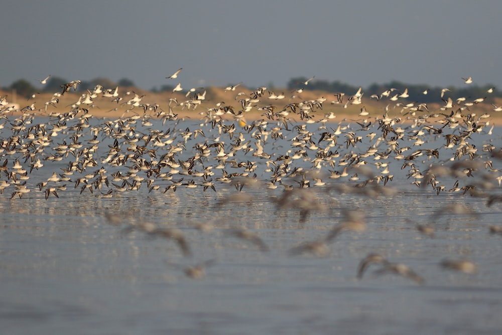 a flock of birds flying over water