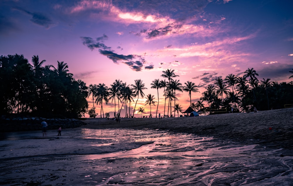 a beach with palm trees and a body of water