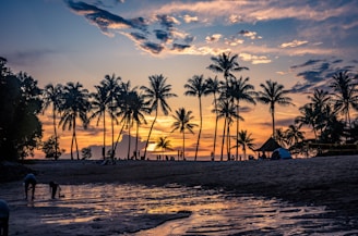 a beach with palm trees and a sunset