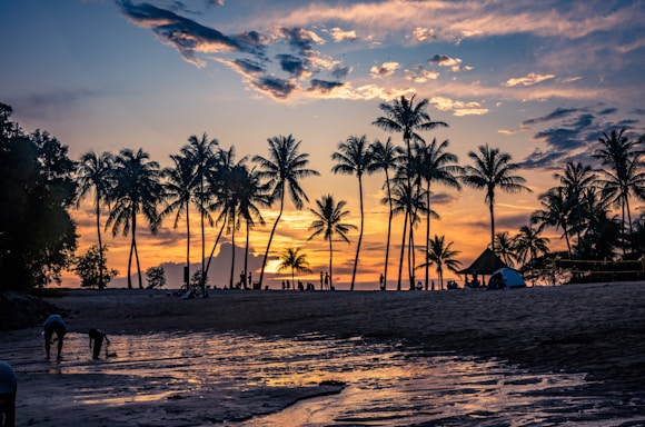 a beach with palm trees and a sunset