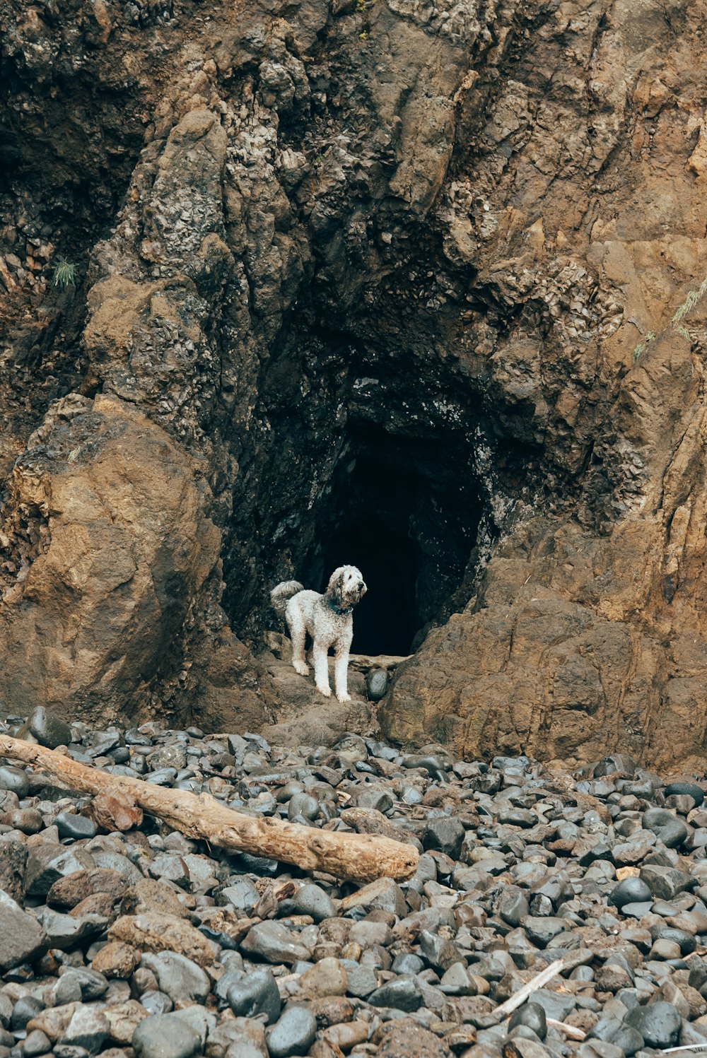 a dog standing in a cave
