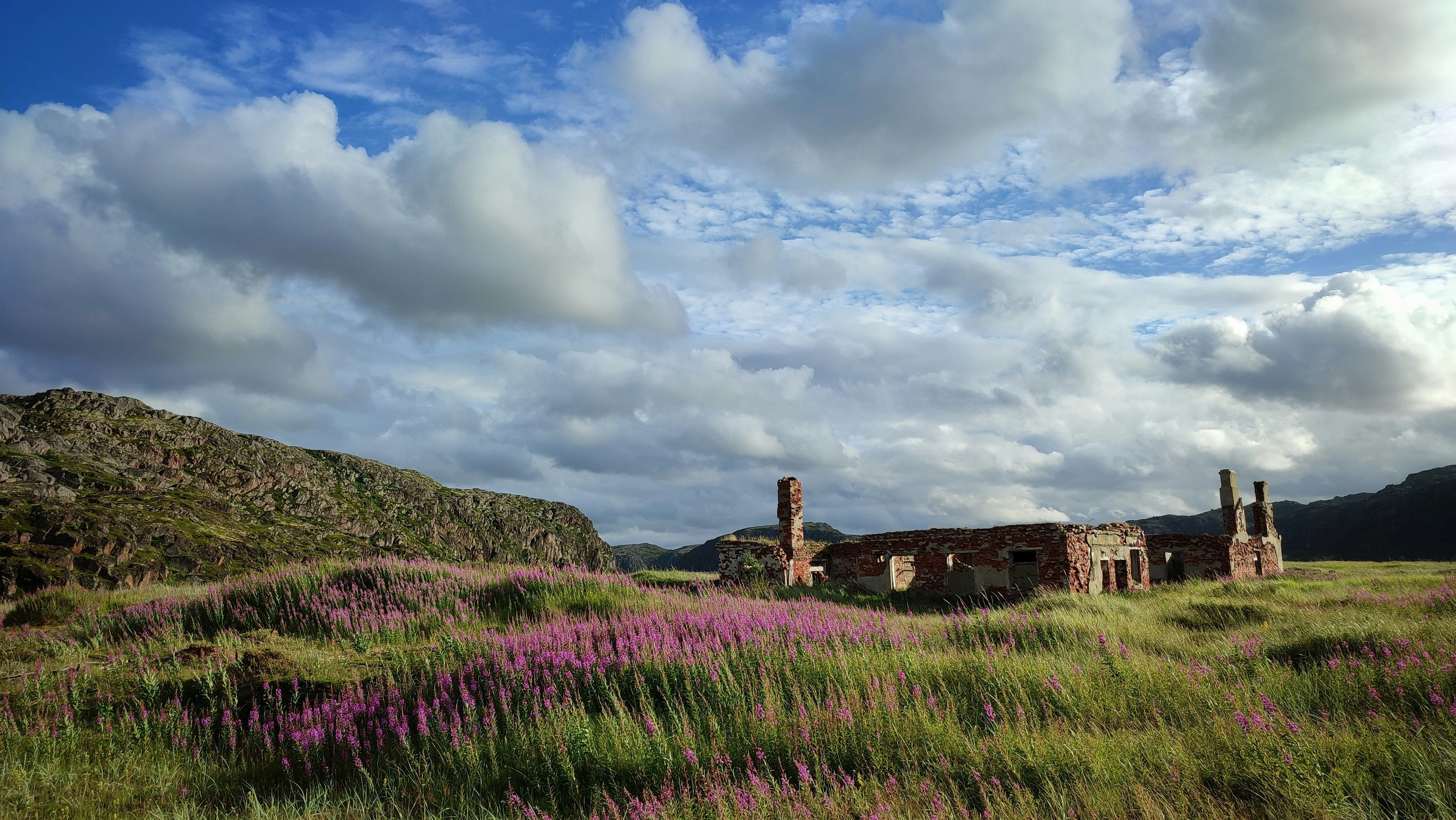 a field of purple flowers with a building in the background