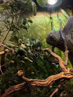 A vibrant panther chameleon blending perfectly with lush green leaves in its natural habitat.