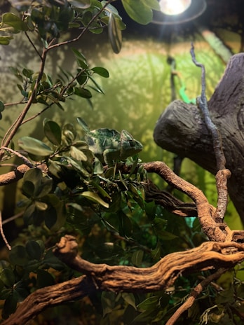 A vibrant panther chameleon blending perfectly with lush green leaves in its natural habitat.