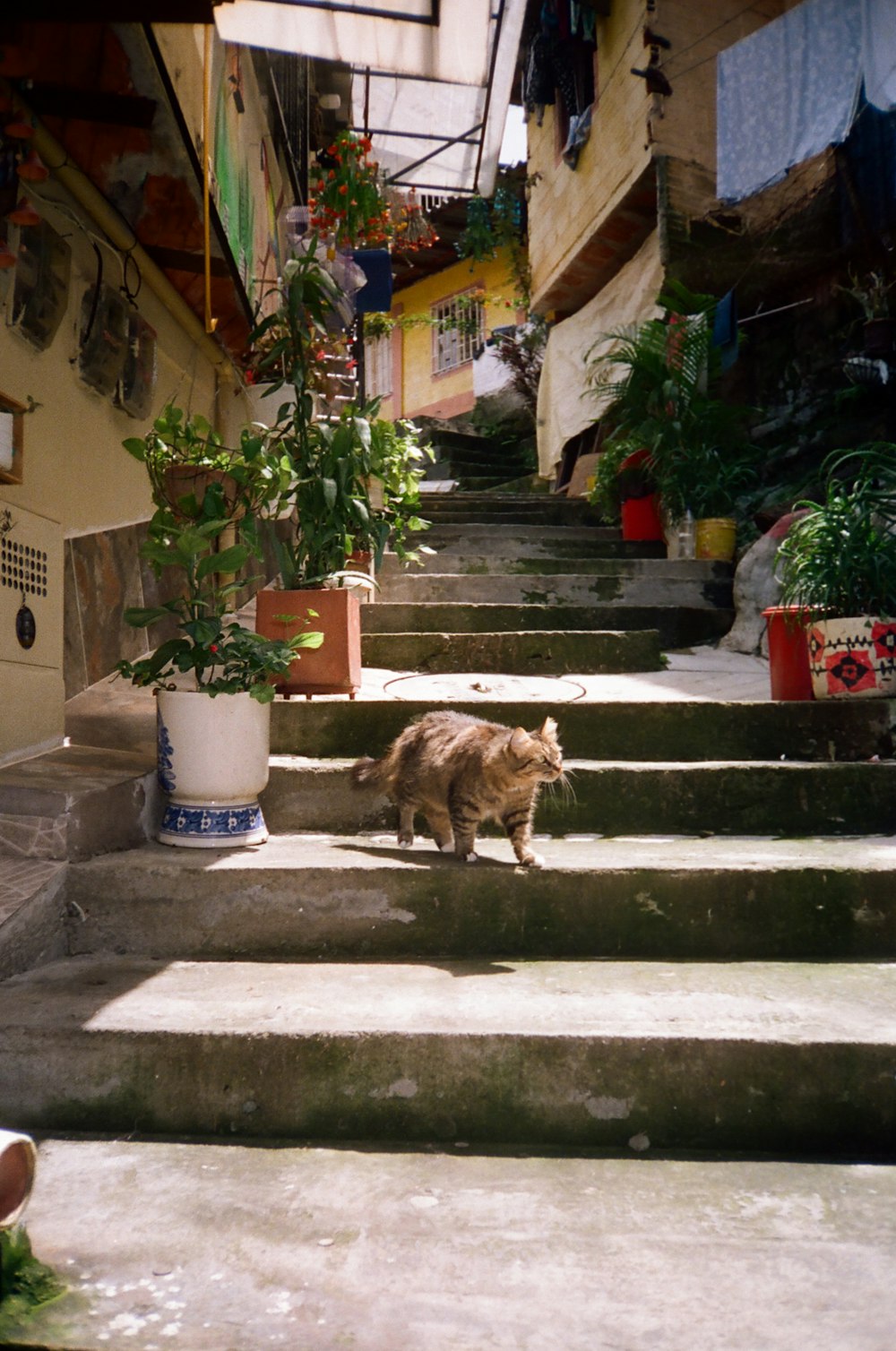 a cat walking on a stone staircase