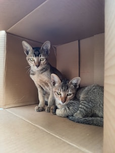 Two cats are sitting inside a large cardboard box, one standing while the other is curled up lying down. The box provides a cozy and secure space, and both cats have a relaxed yet attentive posture.