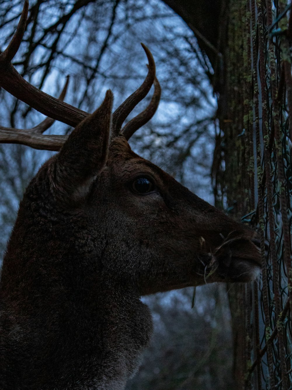 a moose with antlers