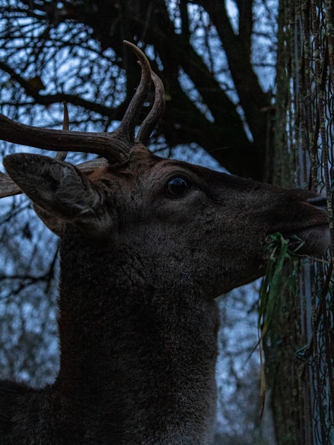 Trail camera mounted on tree overlooking deer trail in hardwood forest