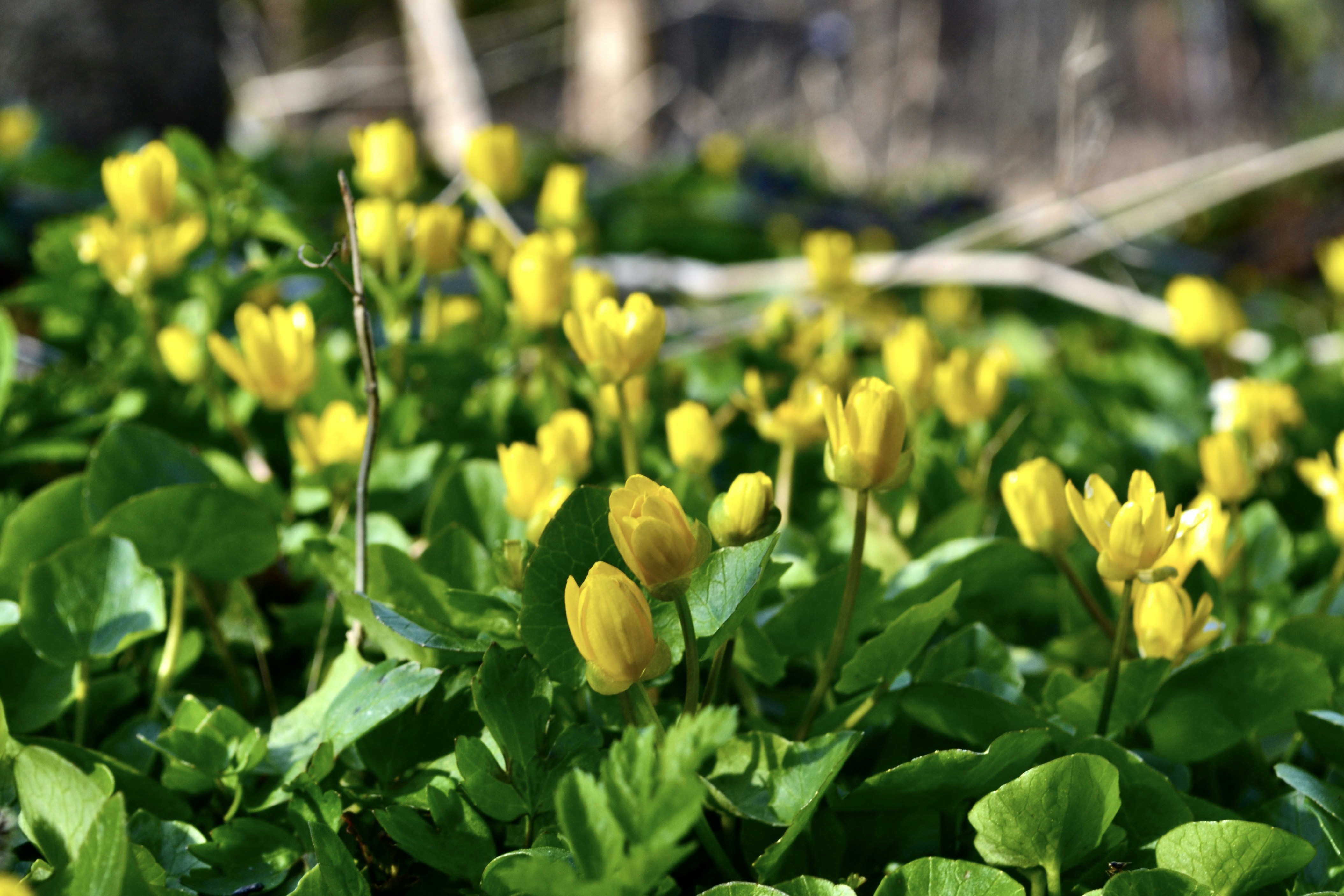 a group of yellow flowers