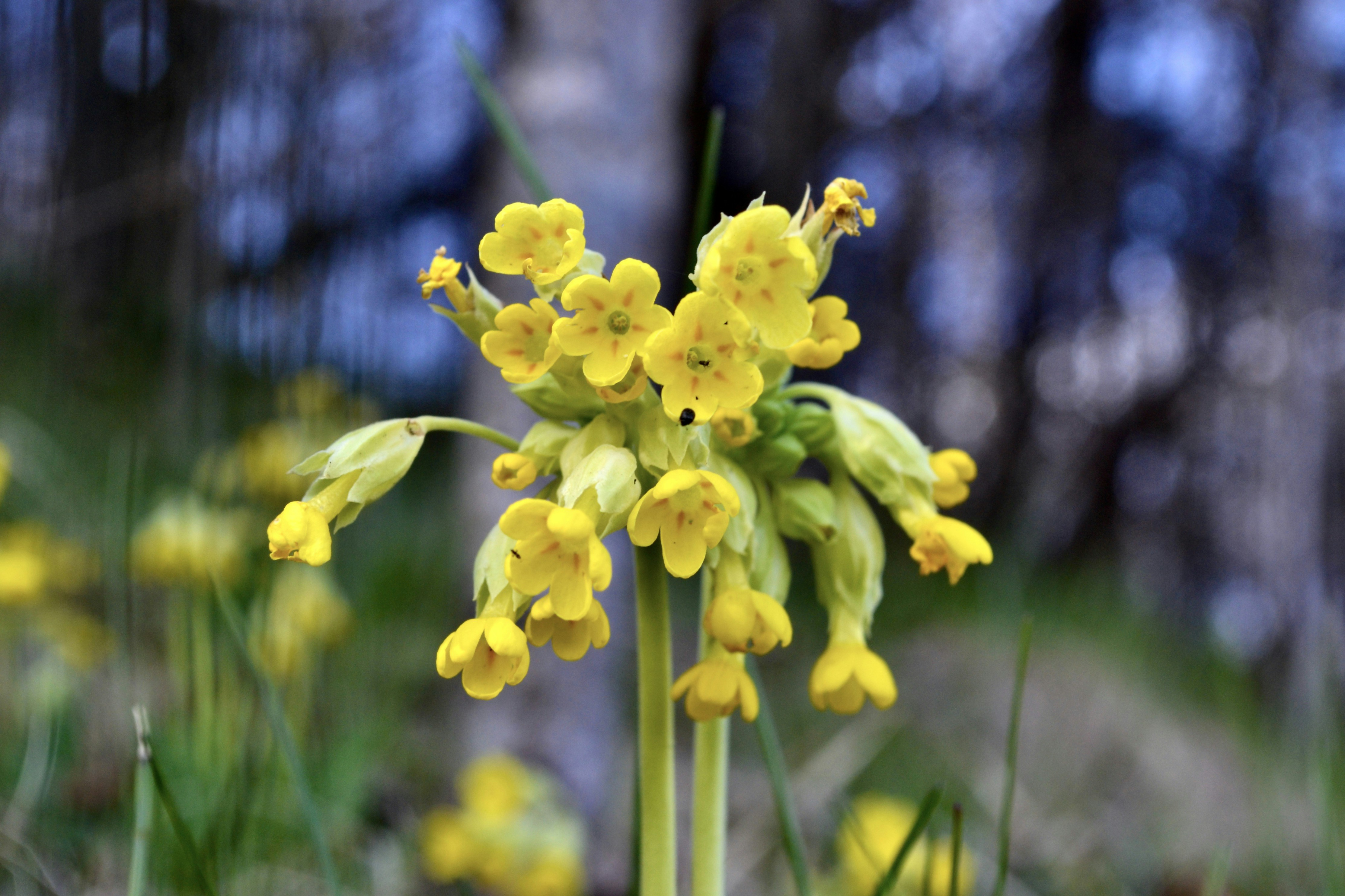 a close-up of some flowers