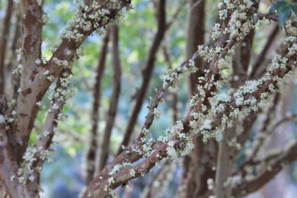 a close up of a tree with flowers