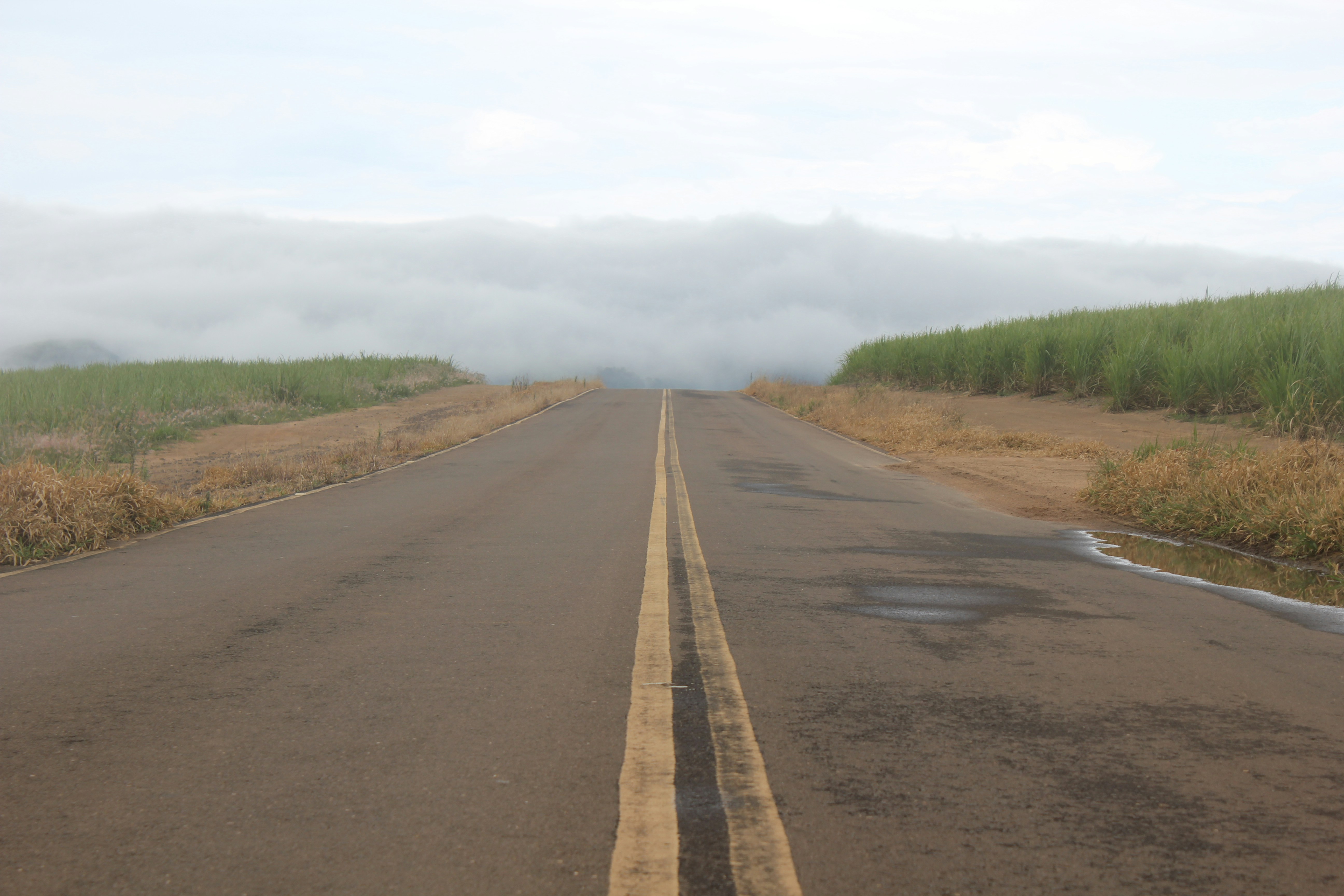uma estrada com uma poça ao lado e árvores ao lado
