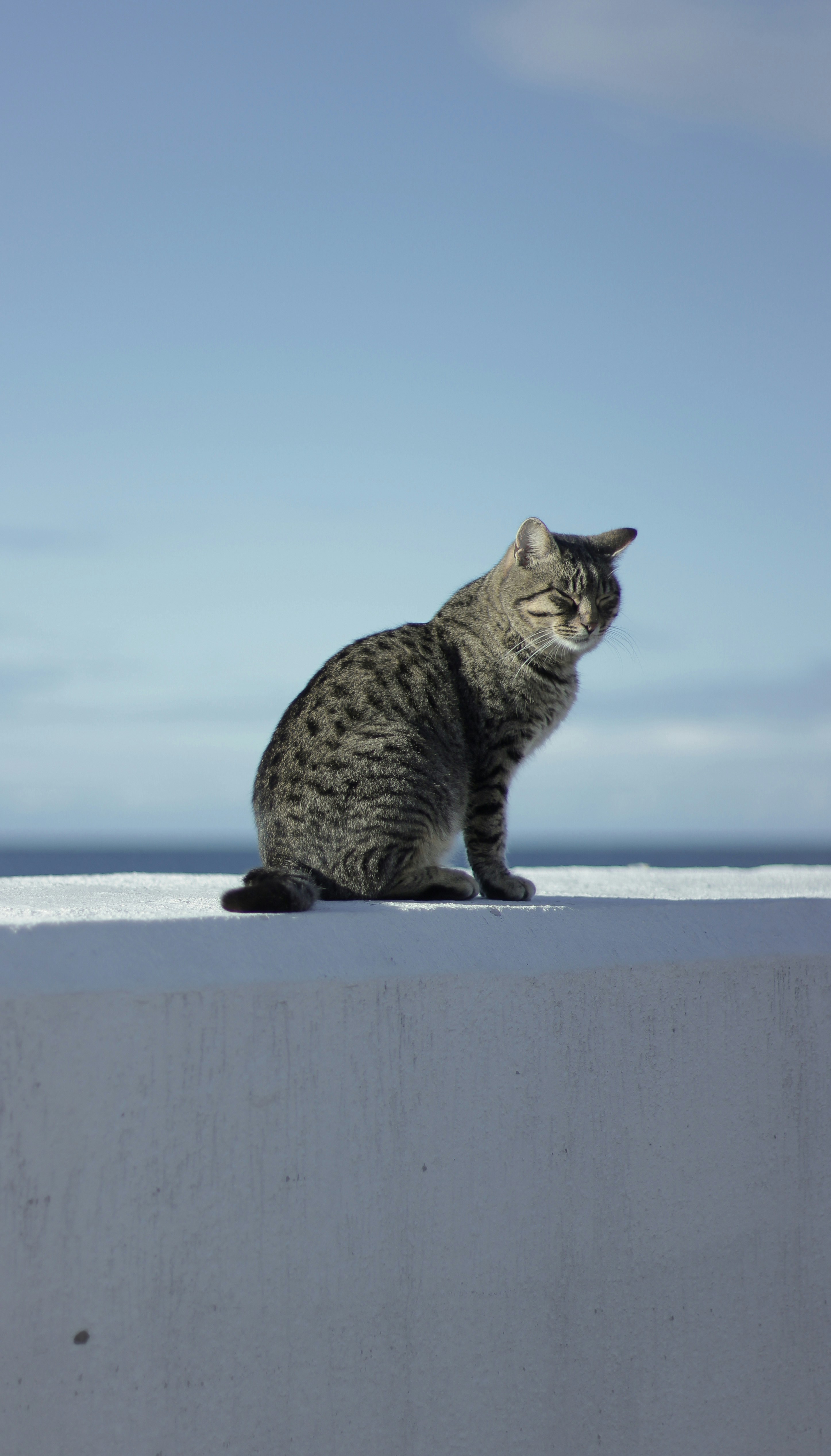 a cat sitting on a ledge