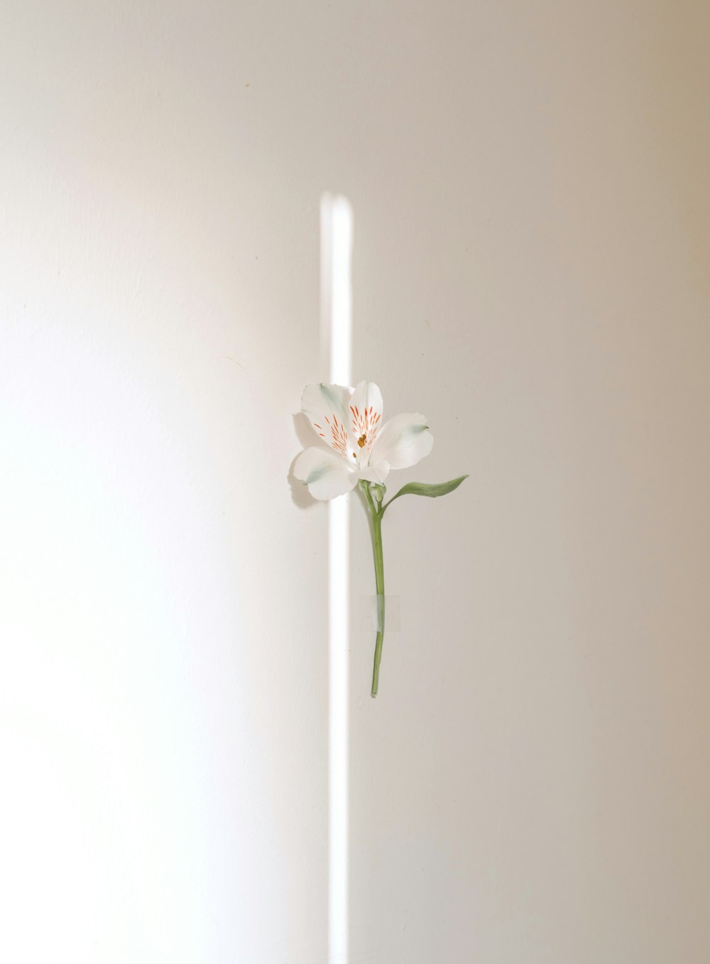 Une fleur blanche dans un vase en verre