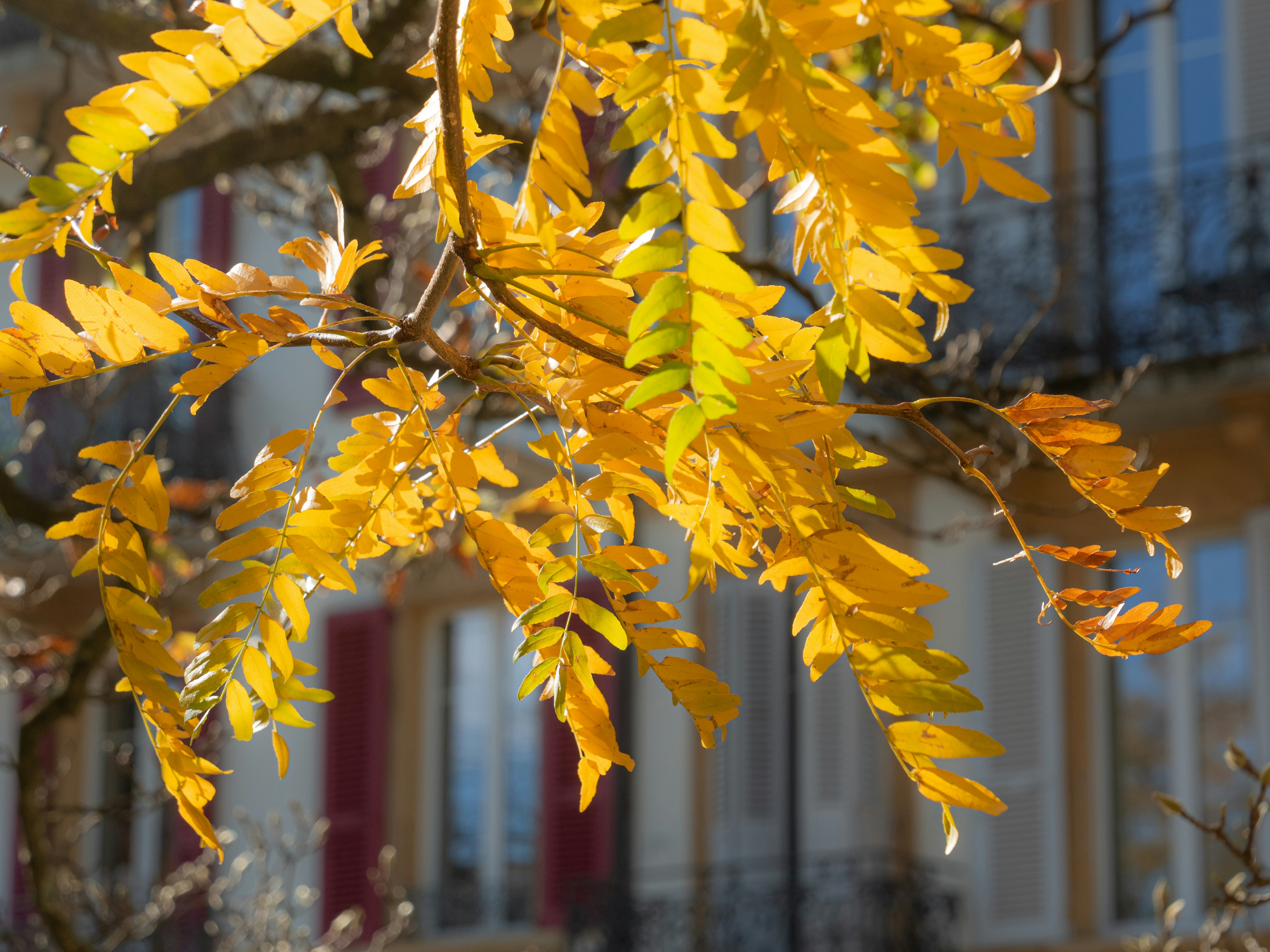 a tree with yellow leaves